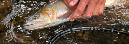 flyfishing_01, jackson hole fly fishing maps, grand teton national park fly fishing, snake river, greys river, henrys fork, snake rvier water shed flyfishing_01, jackson hole fly fishing maps, grand teton national park fly fishing, snake river, greys river, henrys fork, snake rvier water shed