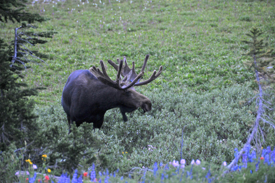 grand teton national park, jackson hole, wyoming, moose, the mountain pulse, trail maps plus