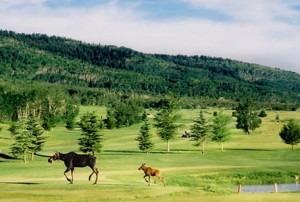 Grand Targhee Golf Jackson Hole Grand Teton Mountain Pulse