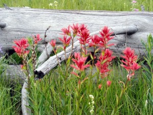 Jackson Hole Wild Flowers The Mountain Pulse Grand Teton