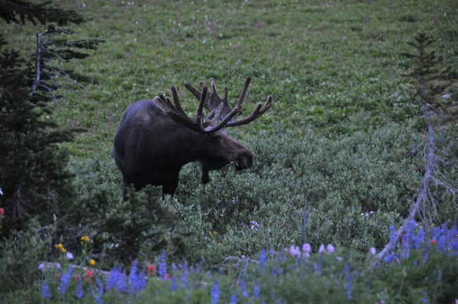 The Mountain Pulse Camping Grand Teton National Park Jackson Hole 