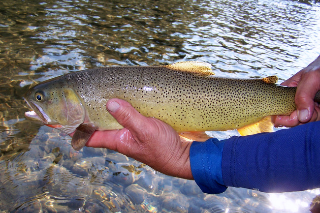 19 inch snake river cutthroat fish the fly guide service jackson hole fly fishing wyoming