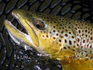 brown trout the mountain pulse fly fishing jackson hole