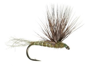 Olive Sparkle Dun fly fishing the mountain pulse jackson hole wyoming