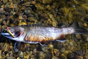 brook trout the mountain pulse snake river jackson hole grand teton national park