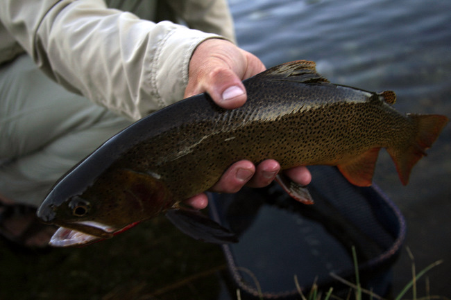 JB Fish the Fly snake river the mountain pulse fly fishing grand teton national park