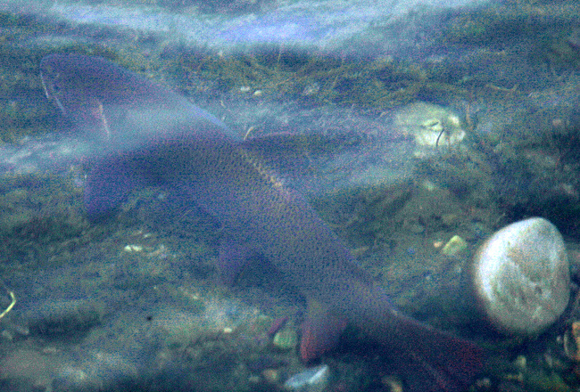 snake river cutthroat trout the mountain pulse fly fishing jackson hole wyoming