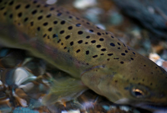 confluence films connect jack dennis high country flies the mountain pulse fly fishing jackson hole grand teton