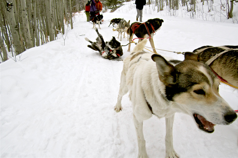 dog_sledding_10, dog sledding, togwotee pass, jackson hole wyoming, the mountain pulse