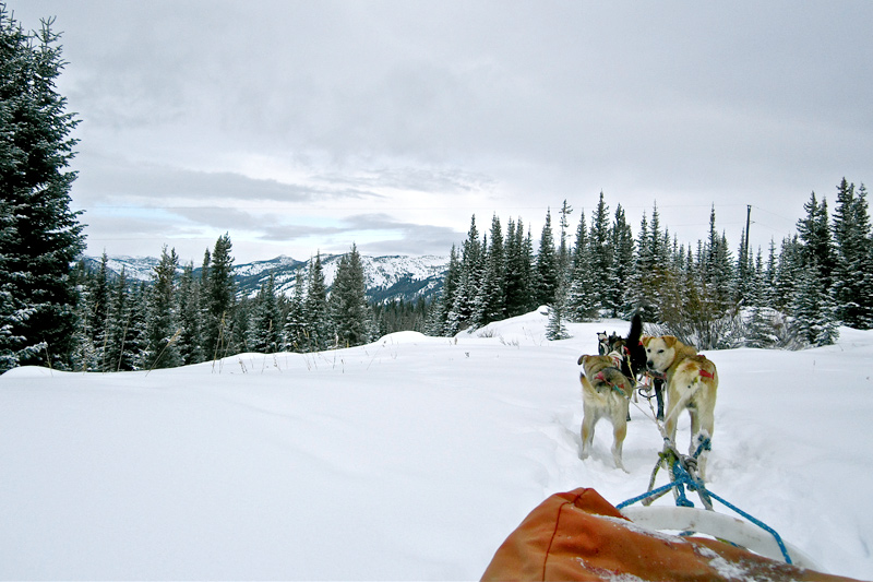 dog_sledding_04, dog sledding, togwotee pass, jackson hole, the mountain pulse