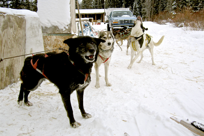 dog_sledding_04, dog sledding, togwotee pass, jackson hole, the mountain pulse