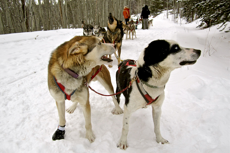 dog sledding, togwotee pass, continental divide, jackson hole, the mountain pulse