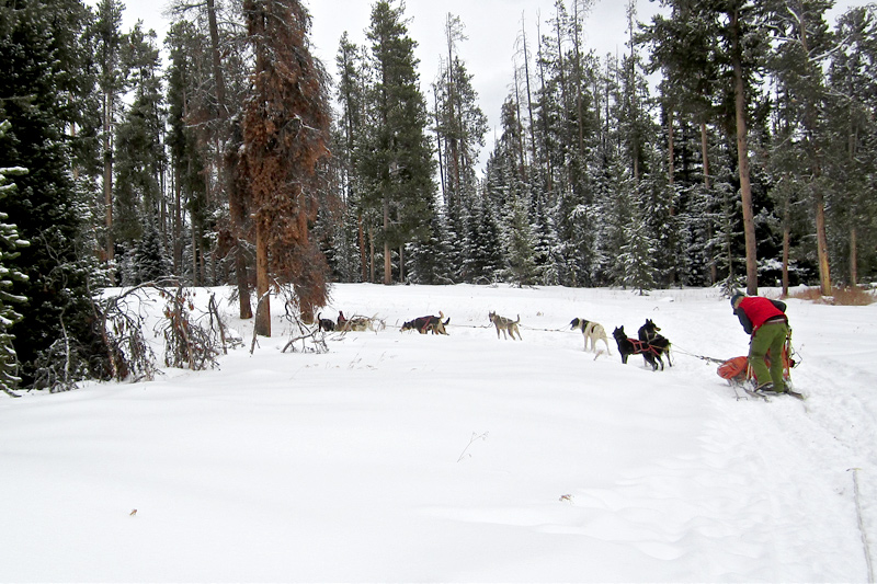 dog sledding, togwotee pass, continental divide, jackson hole, the mountain pulse