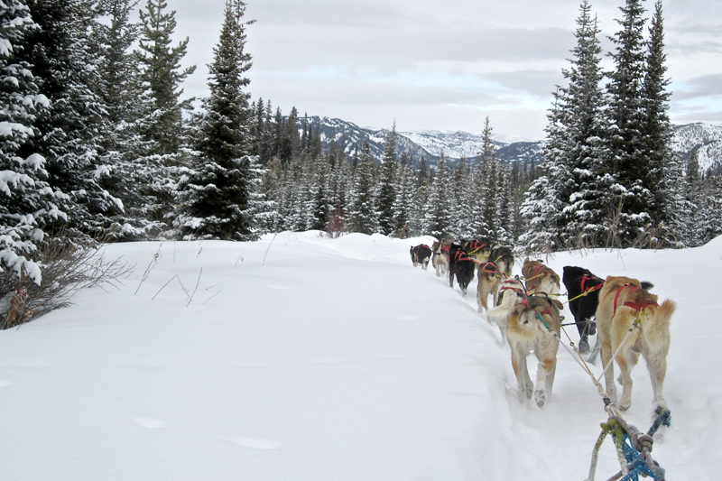 dog sledding, togwotee pass, jackson hole wyoming, the mountain pulse, wind river range, continental divide