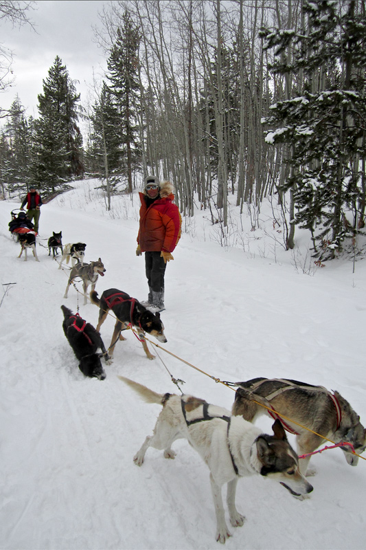 dog_sledding_10, dog sledding, togwotee pass, jackson hole wyoming, the mountain pulse