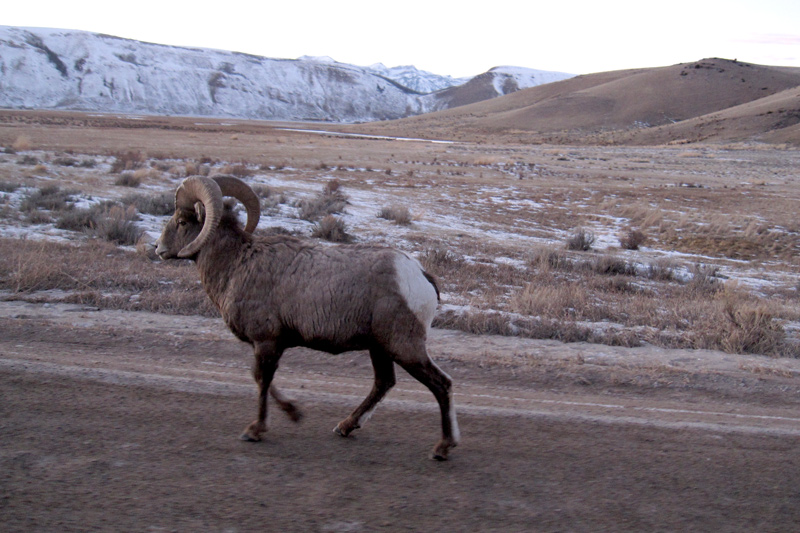 huckleberry_hot_springs_05 elk refuge, bighorn sheep, grand teton national park, jackson hole wyoming