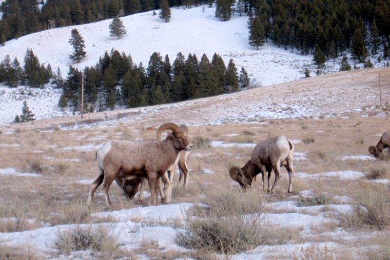 huckleberry_hot_springs_05 elk refuge, bighorn sheep, grand teton national park, jackson hole wyoming
