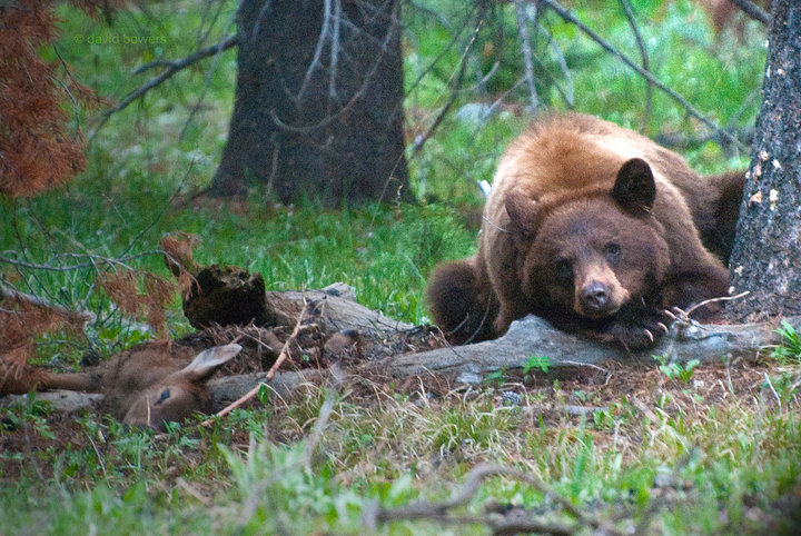 bear wolf lion education snow king wyoming fish and game