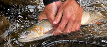 flyfishing_02, the mountain pulse jackson hole google earth trail maps, fly fishing maps, grand teton national park