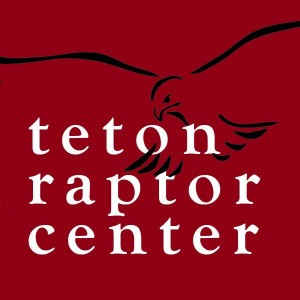 teton raptor center summit on the snake birds eagle osprey snake river jackson hole 