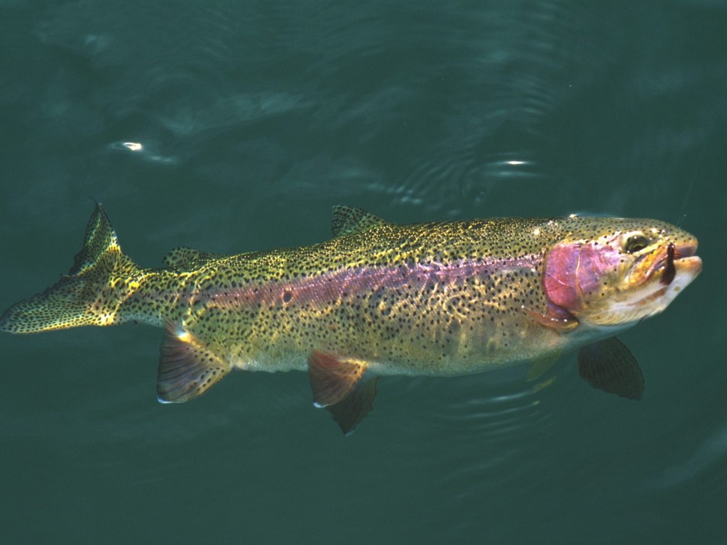 rainbow trout fly fishing jackson hole 