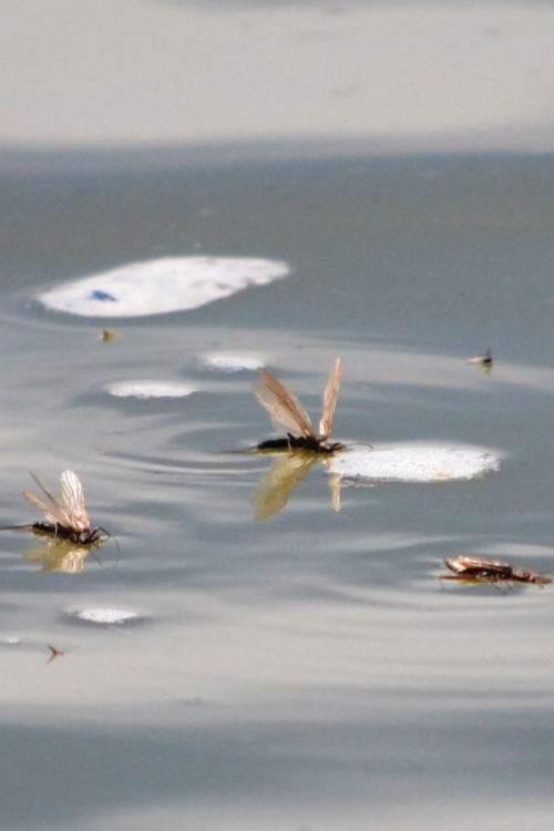 jackson hole fly fishing report stoneflies