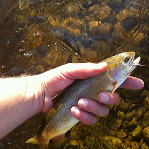 08_05_fish, fly fishing, jackson hole, yellowstone, #jacksonhole