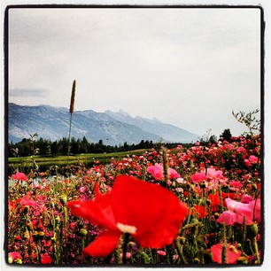 8_08_teton_pines, golf, jackson hole, #jacksonhole 