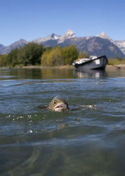 fish_rise snake river jackson hole 