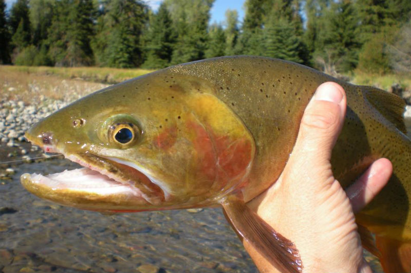 fish_snake river cutthroat