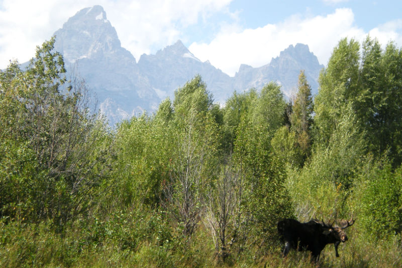 moose in grand teton national park 