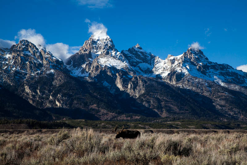 moose grazing in Grand Teton National Park photographer egan gleason jackson hole