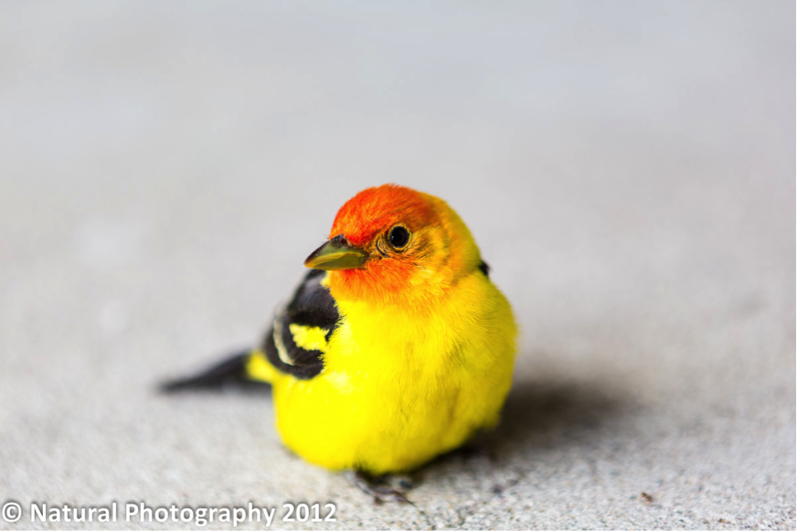 Jackson Hole Photography Symposium Bird