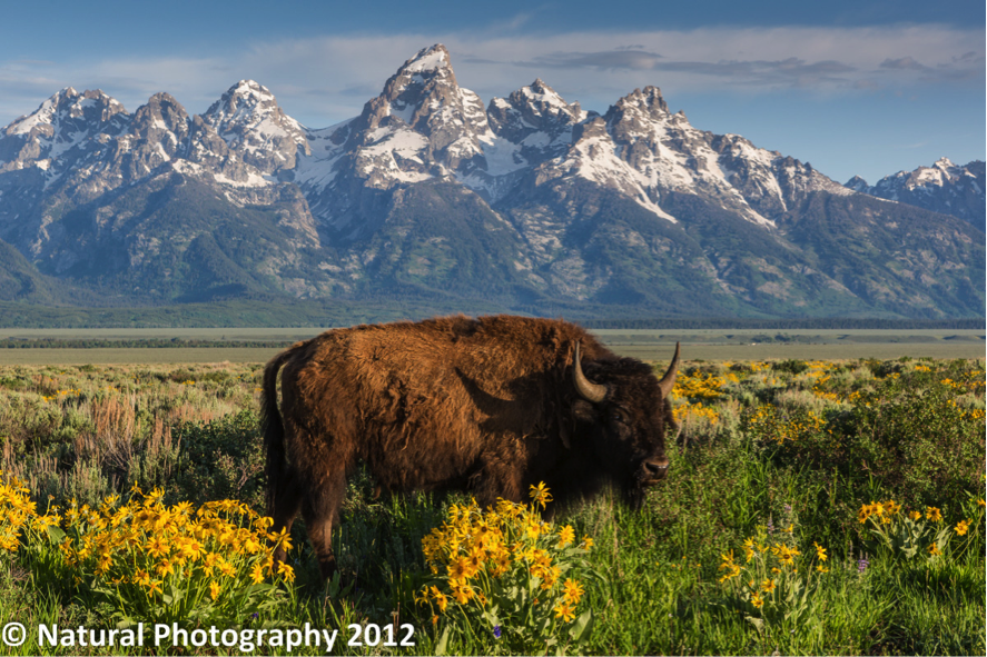 Jackson Hole Photography Symposium Teton View