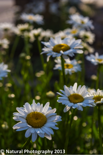 Teton Photography Club Outdoor Symposium Jackson Hole Flowers