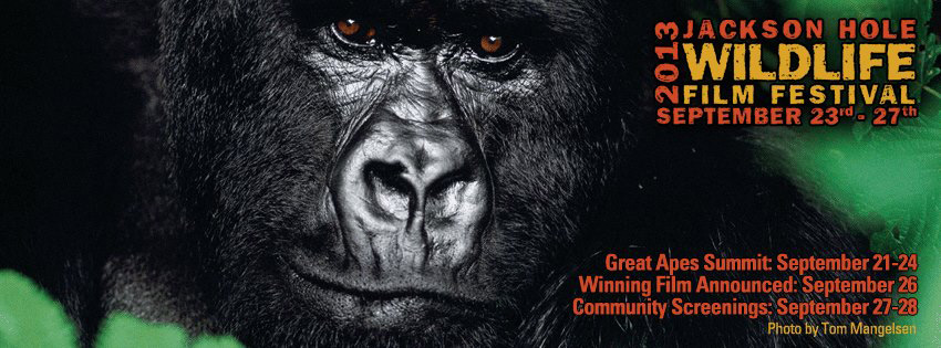 jhwff_02, jackson hole wildlife film festival great apes summit