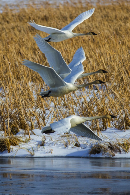 Jackson Hole Art Symposium Swans