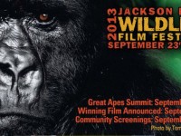 2013 Jackson Hole Wildlife Film Festival & Great Apes Summit