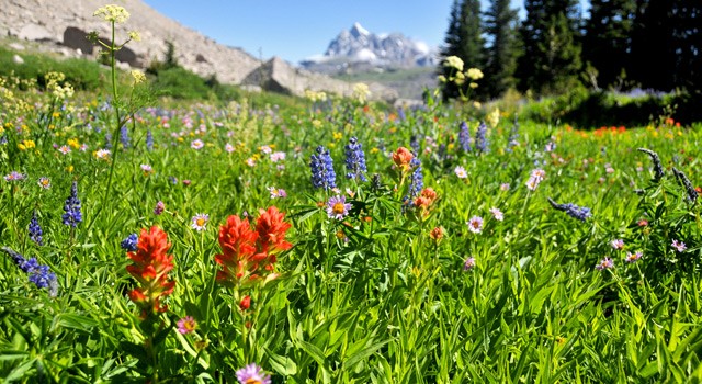 Teton Wildflowers
