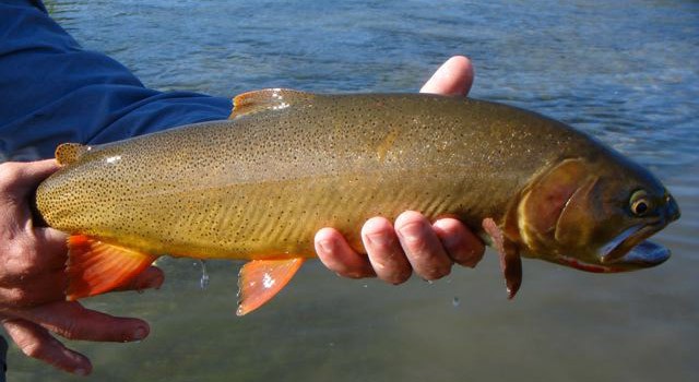 Teton Fly Fishing Report – Wednesday August 9th, 2011