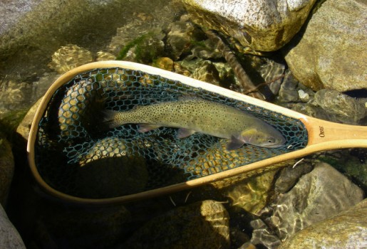 Teton Fly Fishing Report – Wednesday August 31st, 2011
