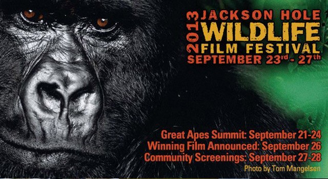 2013 Jackson Hole Wildlife Film Festival & Great Apes Summit