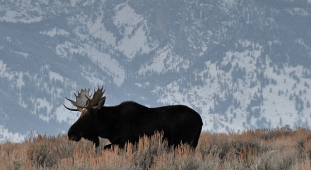 Photo of the Day – Moose in Grand Teton National Park