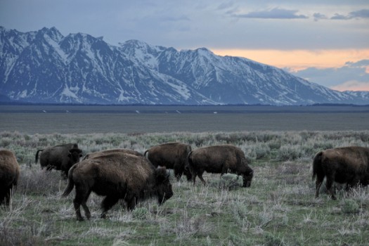 Photo of the Day – Buffalo on Antelope Flats