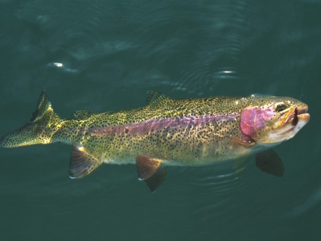 Fly Fishing Editorial: To Kill, Or Not To Kill A Rainbow Trout