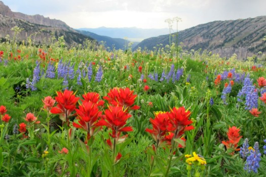 Photo of the Day – Wildflowers in Jackson Hole