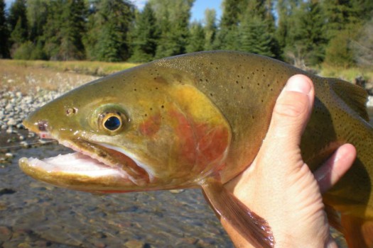 Fall Fly Fishing in the Tetons